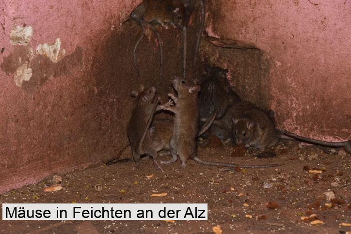 Mäuse in Feichten an der Alz